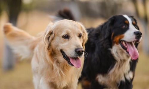 第六感颗粒避孕套特点-第6感颗粒,中国第六感颗粒和螺纹网站